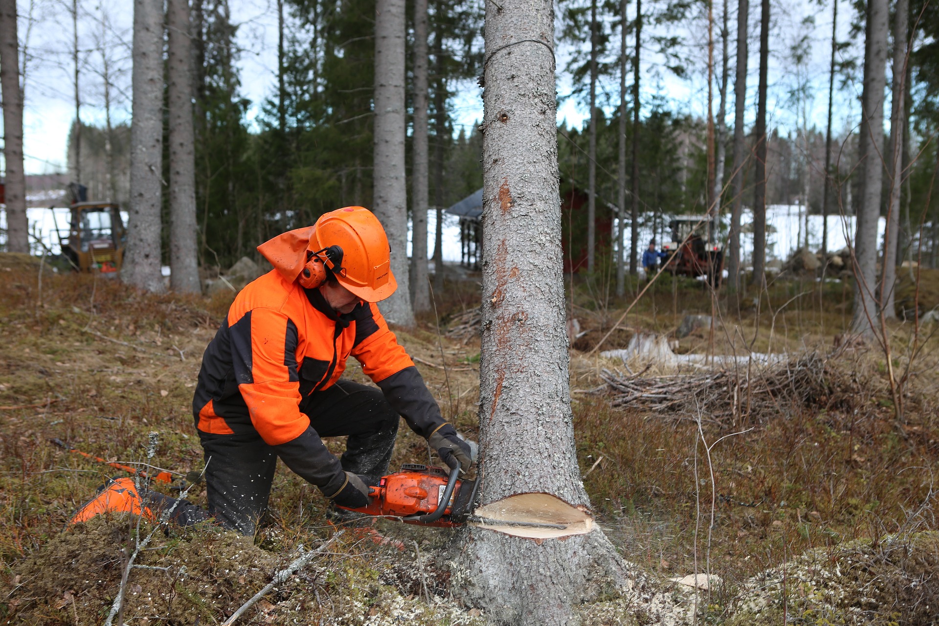 Baum Fällung